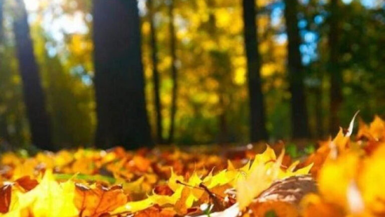 როგორი ამინდია მოსალოდნელი დღეს საქართველოში