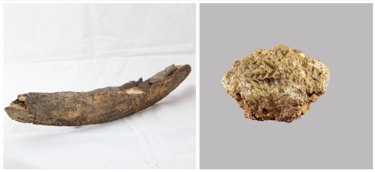 პურის ხორბლის ნაშთები საქართველოში ნეოლითური პერიოდის არქეოლოგიური აღმოჩენა